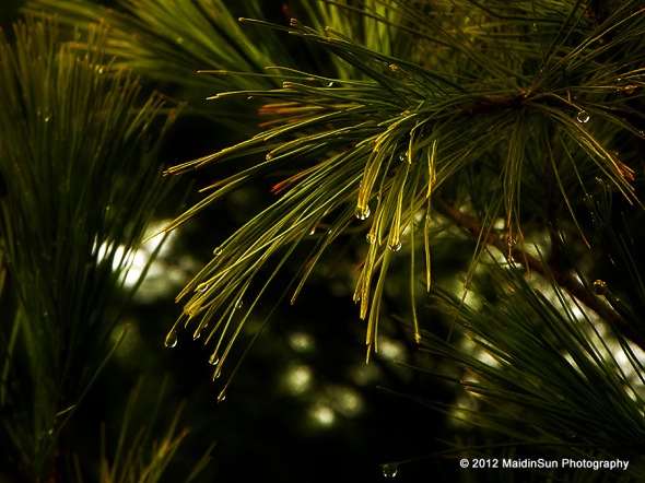 Raindrops in the white pine
