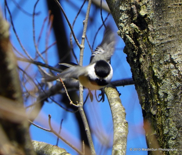 This chickadee flew so close to me that I was lucky to catch even this poor photo of him.