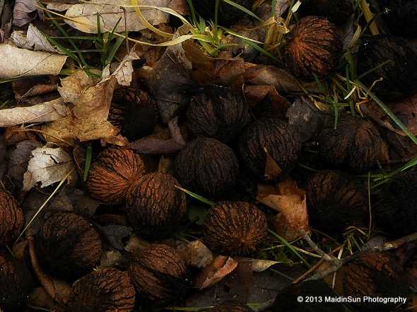 Black walnuts